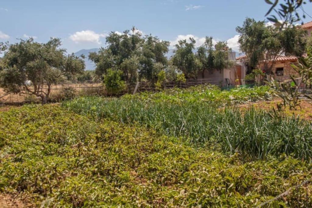 Olive Tree Farm 200M From The Beach Episkopi-Chania Dış mekan fotoğraf