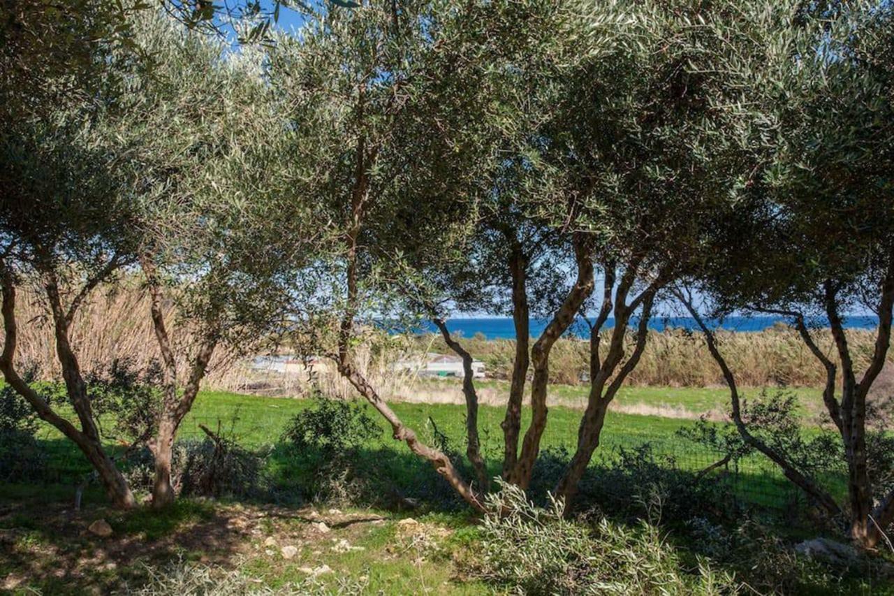 Olive Tree Farm 200M From The Beach Episkopi-Chania Dış mekan fotoğraf