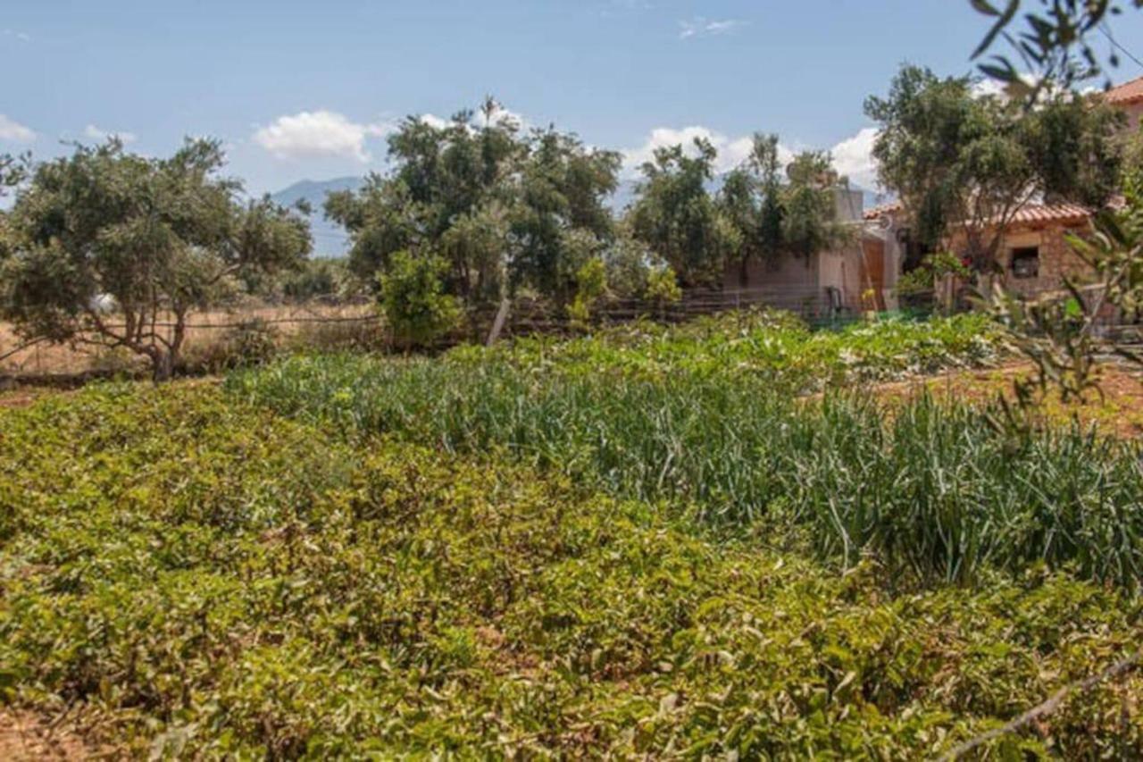 Olive Tree Farm 200M From The Beach Episkopi-Chania Dış mekan fotoğraf