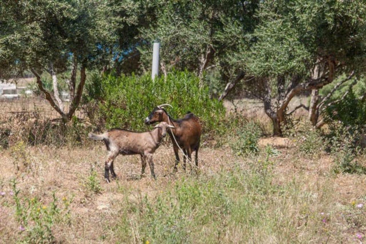 Olive Tree Farm 200M From The Beach Episkopi-Chania Dış mekan fotoğraf