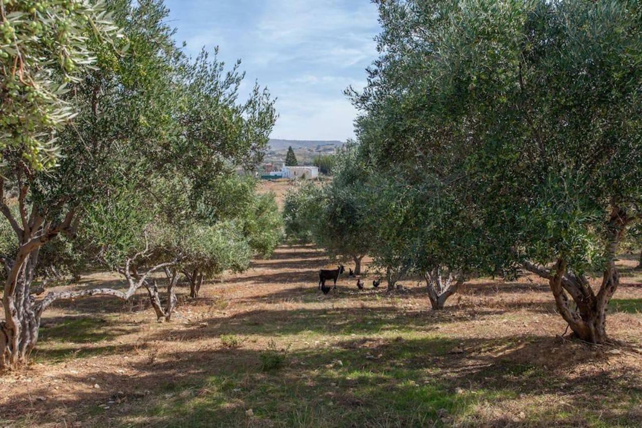Olive Tree Farm 200M From The Beach Episkopi-Chania Dış mekan fotoğraf