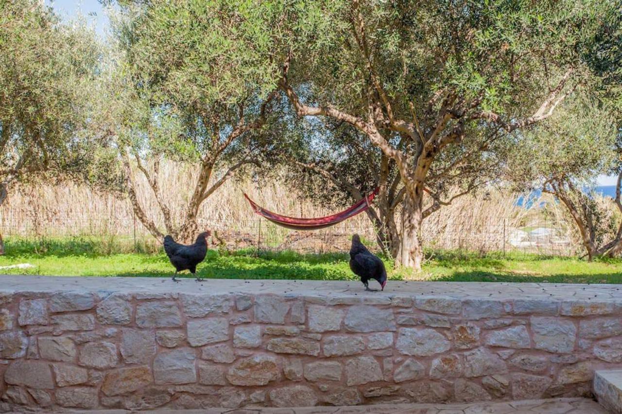 Olive Tree Farm 200M From The Beach Episkopi-Chania Dış mekan fotoğraf